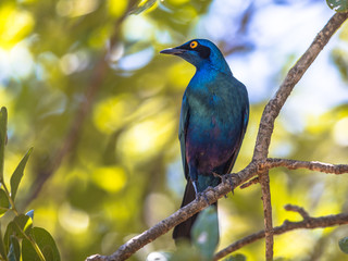 Greater blue eared Starling
