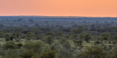 African Savanna plain overview at sunset