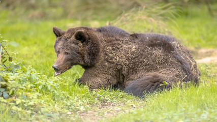 European brown bear resting in grass field