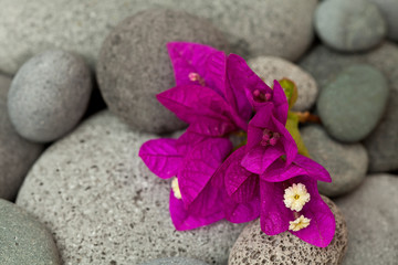 Fototapeta na wymiar Brilliant pink bougainvillea blossom on grey pebble
