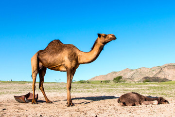 Obraz na płótnie Canvas camels in desert