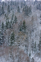 Top view, frozen winter forest