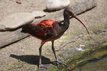 fotografias de aves varias naturaleza 