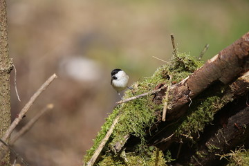 fotografias de aves varias naturaleza 