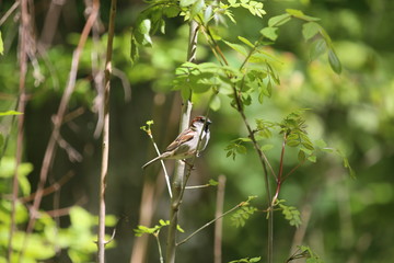 fotografias de aves varias naturaleza 
