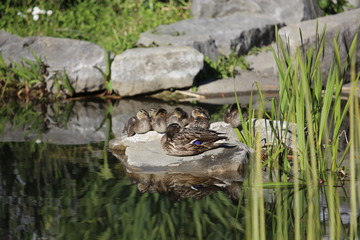 fotografias de aves varias naturaleza 
