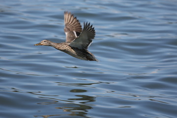 fotografias de aves varias naturaleza 
