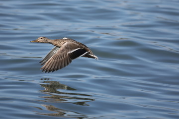 fotografias de aves varias naturaleza 