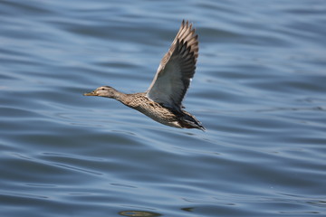 fotografias de aves varias naturaleza 