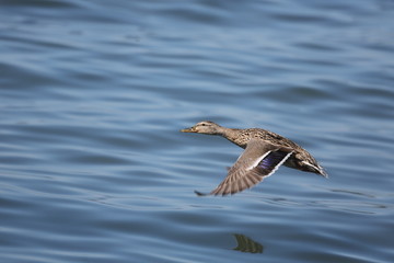 fotografias de aves varias naturaleza 