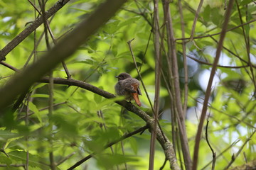 fotografias de aves varias naturaleza 