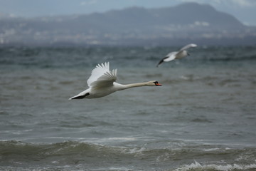 fotografias de aves varias naturaleza 