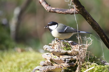 fotografias de aves varias naturaleza 