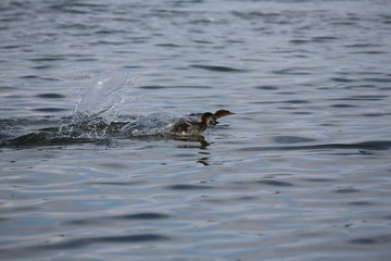 Fototapeta premium fotografias de aves varias naturaleza 