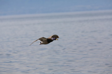 fotografias de aves varias naturaleza 