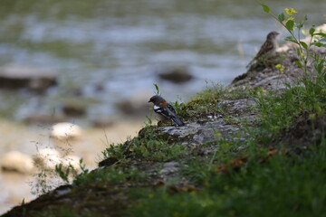 fotografias de aves varias naturaleza 