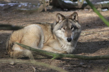 Obraz premium Wolf