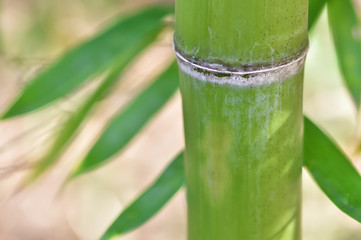 Fototapeta premium 朝の竹林