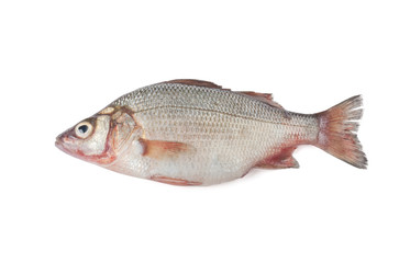 Croaker isolated on white background