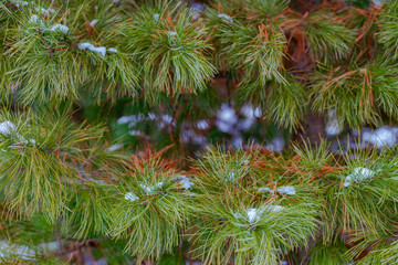 Christmas Background with snow on beautiful green pine tree brunch closeup, selective focus, Copy space.