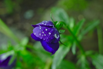 Krople deszczu na kwiatach.