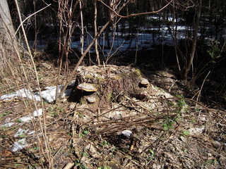 stump in the forest