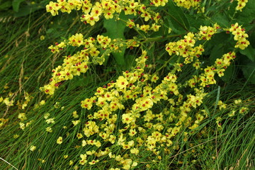 field of yellow flowers