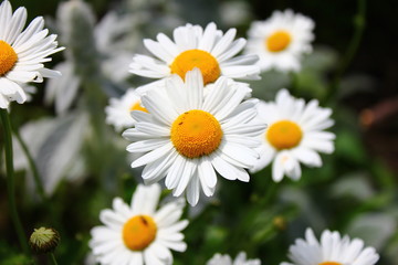 Obraz premium daisies