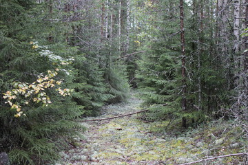 old trail in the spruce forest