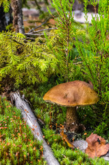 Moss mushroom in green moss