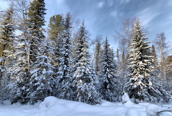 Beautyful landscape with snowy fir trees in the winter forest