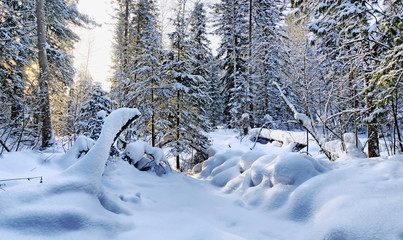 Landscape of the winter woodland with snow crowned fir trees