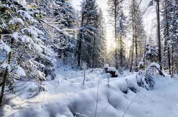 Scene in the winter forest with snow capped fallen tree trunk and snowy fir trees