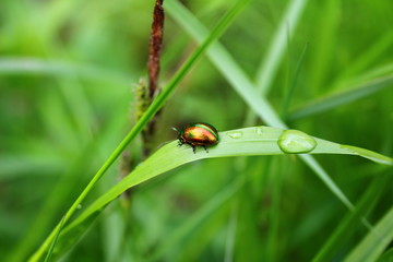 rainbow beetle