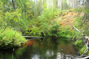 river in the forest more often