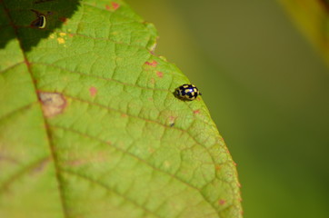 ladybug on a green leaf