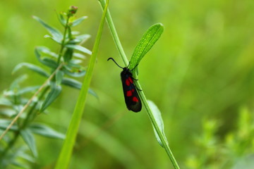 butterfly on leaf