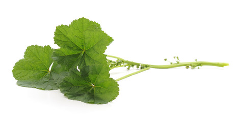 Three green leaves.