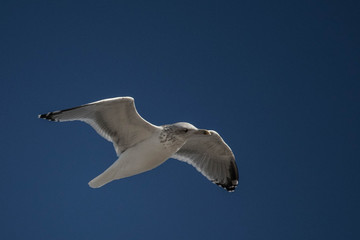 Möve am Strand