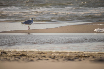 Möve am Strand