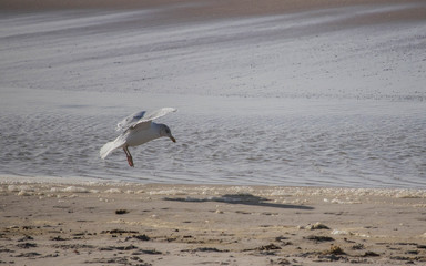 Möve am Strand