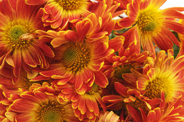 Bouquet of chrysanthemums.