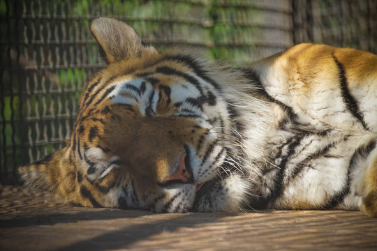 Portrait of a sleeping tiger close-up