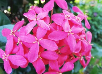 Pink spike flower on natural.