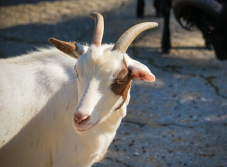 Portrait of white goat on blurred background