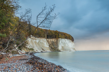 Chalk cliffs on the island of R&uuml;gen. Before sunrise in autumn mood with clouds and old tree at nature beach in Jasmund National Park