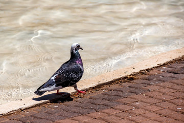 City pigeon walking on the stone pavement next to the water at noon
