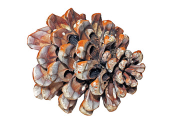 Pinecone