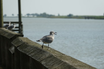 seagull on the beach