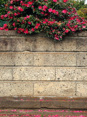 Fototapeta na wymiar ブロック塀と山茶花
